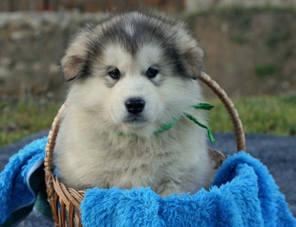 Елена Бодрова