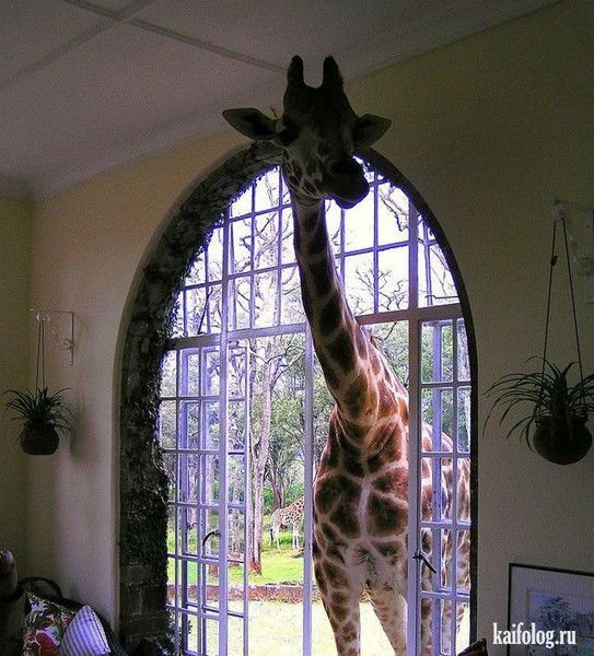 Олег Совковский