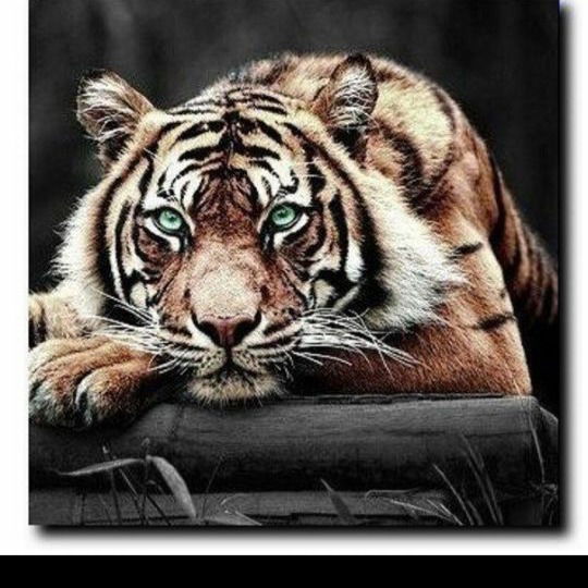 Темур Чередниченко