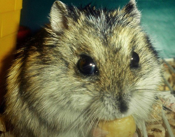 Даша Никитина