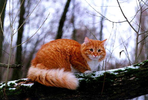 Елена Русаленко