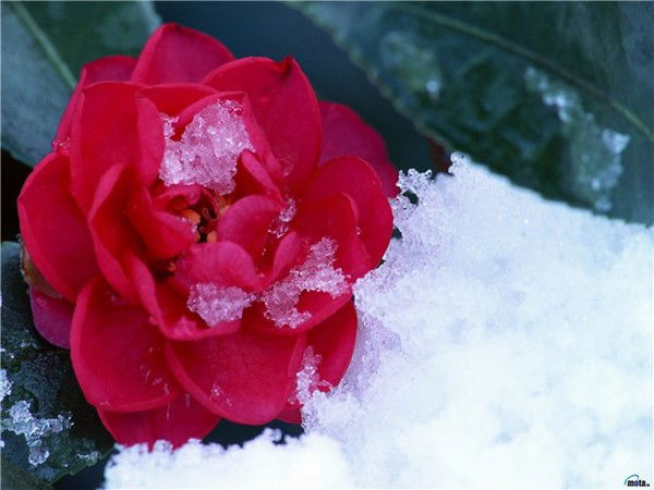 Наталья Сапегина