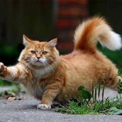 Тата Березовская