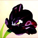 Black Tulip