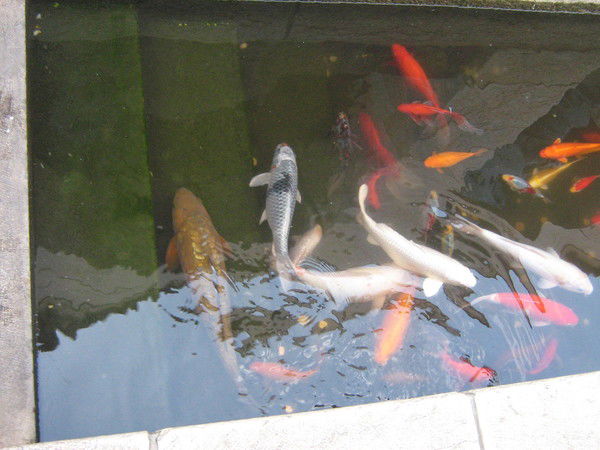 Светлана Вишневская