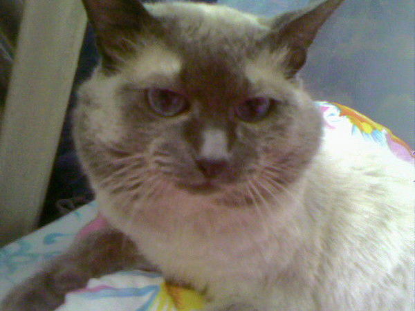 :анечка :лисичка