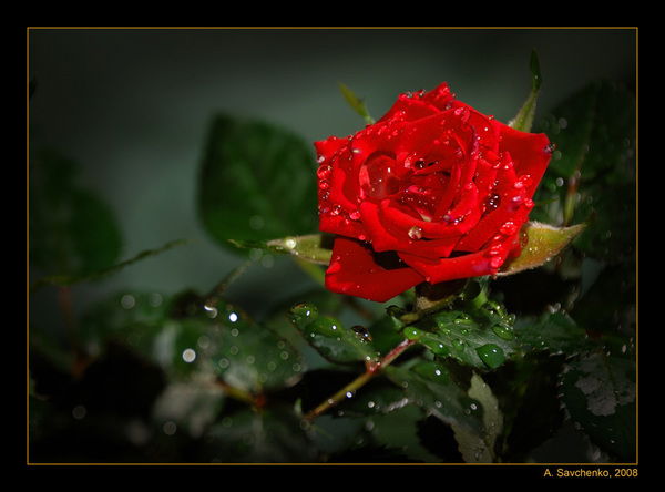 Сандугаш Тажен