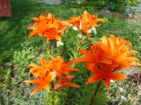 Людмила Бородина