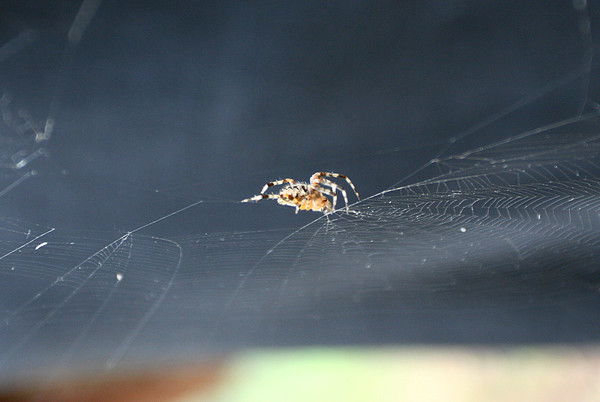 Мария Дикарева