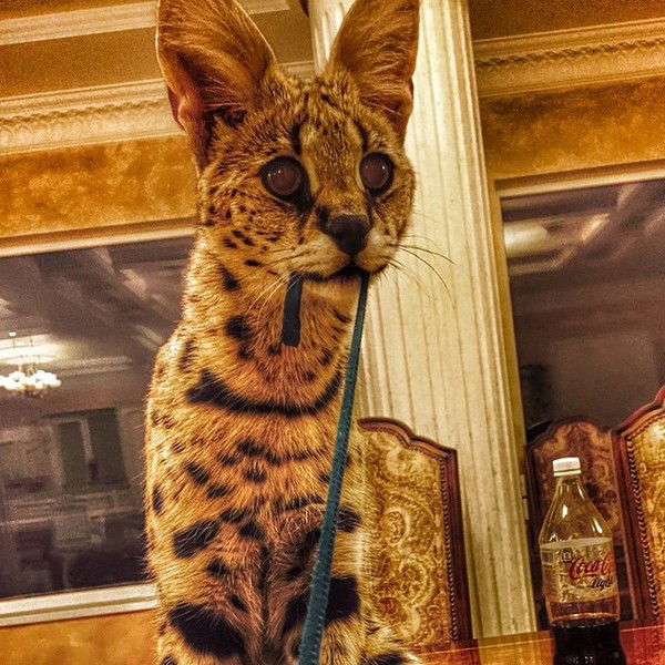 Александр Воронов