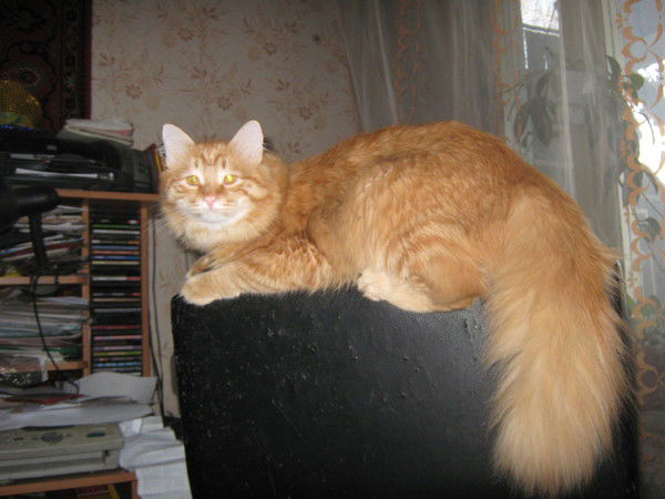 Татьяна Кокарева