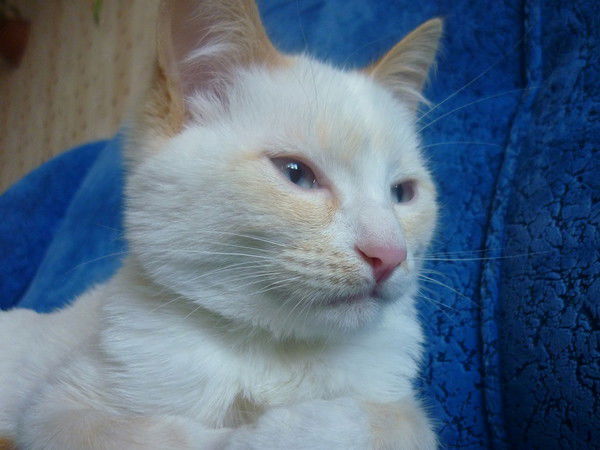 Павел Алексеев