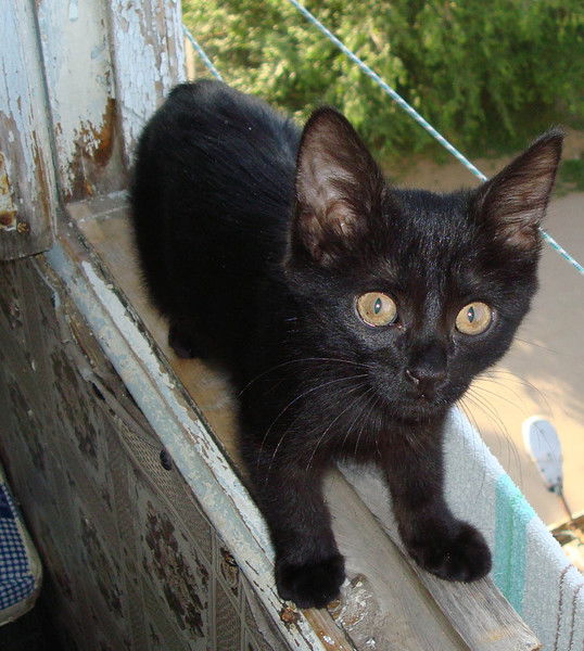 Елена Рыжкова