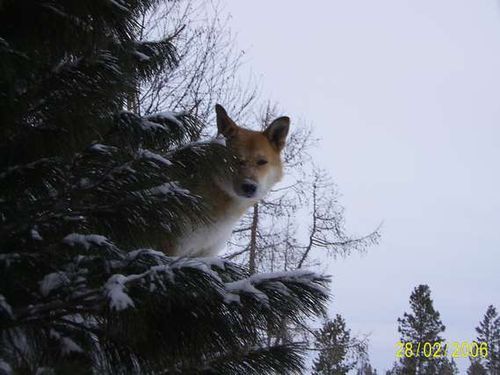 Александр Емельянов