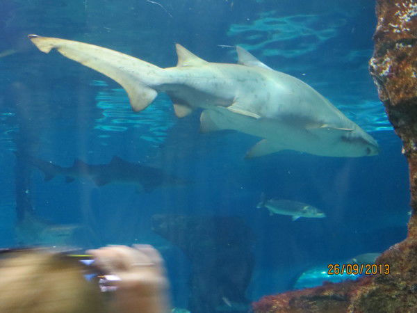 Елена Лунёва