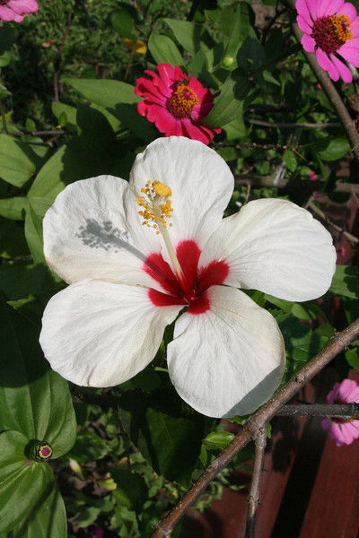 Лариса Козлова