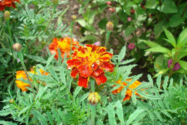 Дарья Сомова