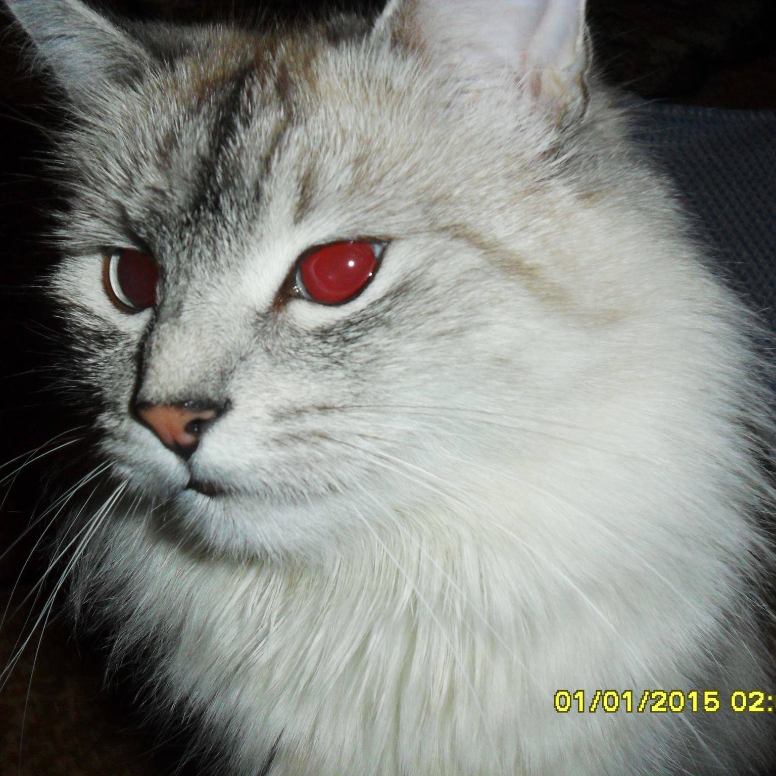 Светлана Ходаковская