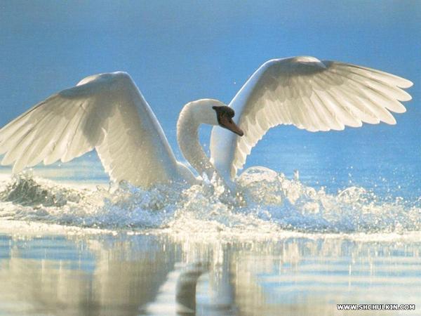 Ольга Алпацкая