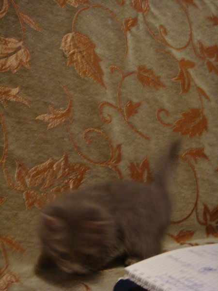 Ольга Архипова