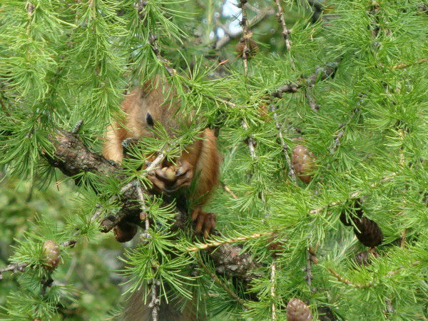 Рэбит Симон