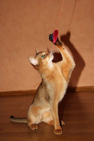 Ольга Авдюшина