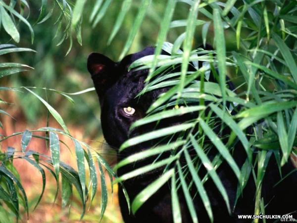 Жанна Фомина