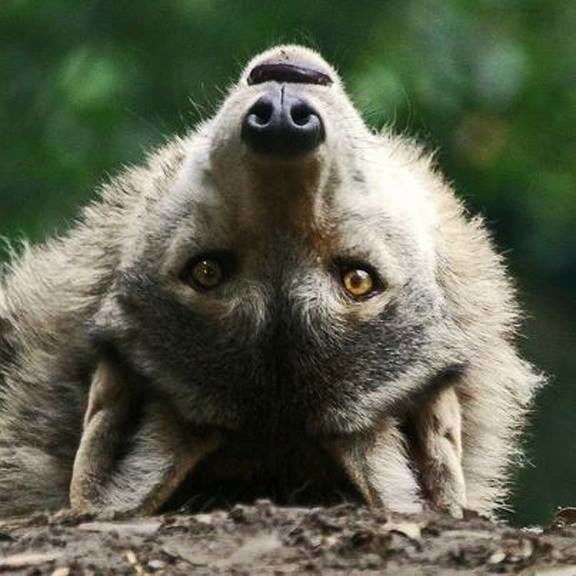 Евланов Максим