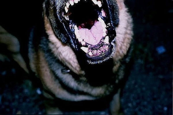 Катя Павлова