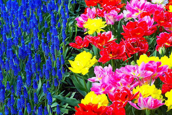 Игорь Каркаров