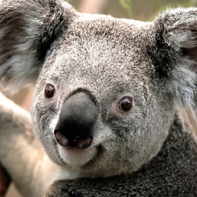 Гарик Karpsatov