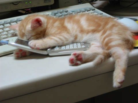 Лидия Поленова