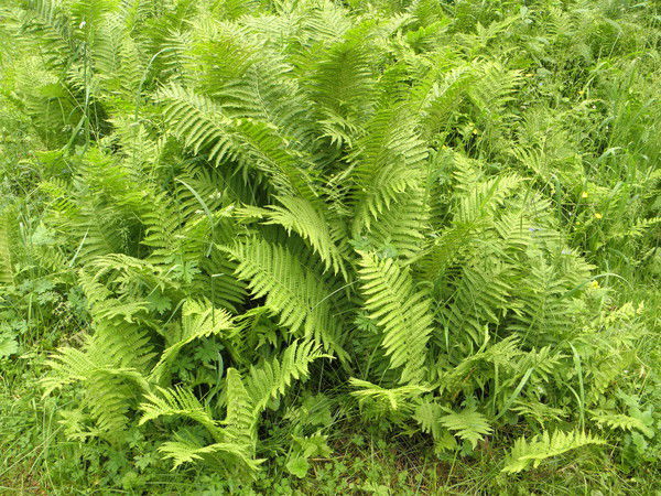 Кристина Меркушина