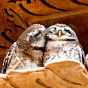 Славка Касьянов