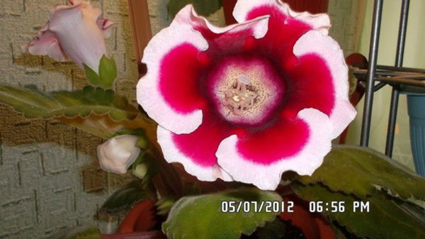 Гульнара Зорина