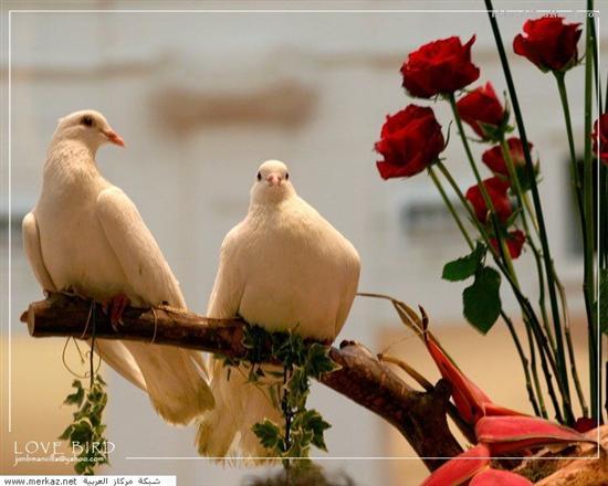 Алла Козырева