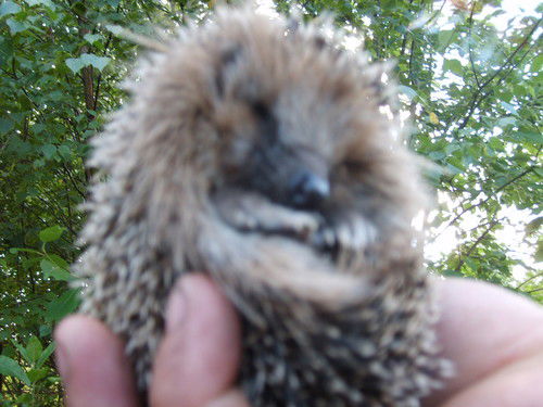 Владимир Мирошник