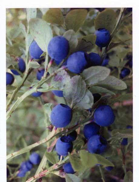 Елена Шубина