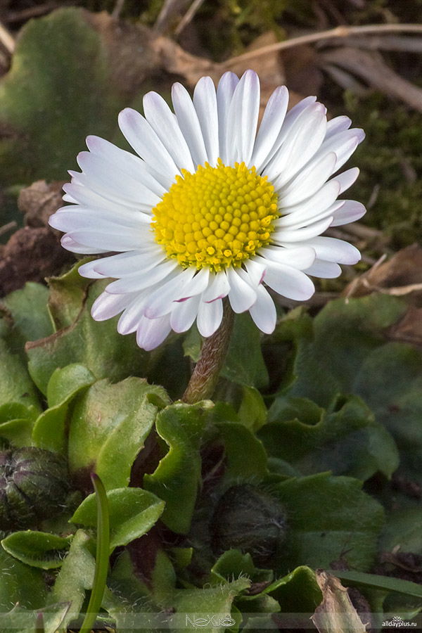 Марго.ритка