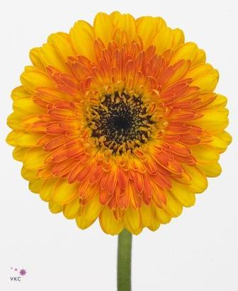 Рафит Фаилович