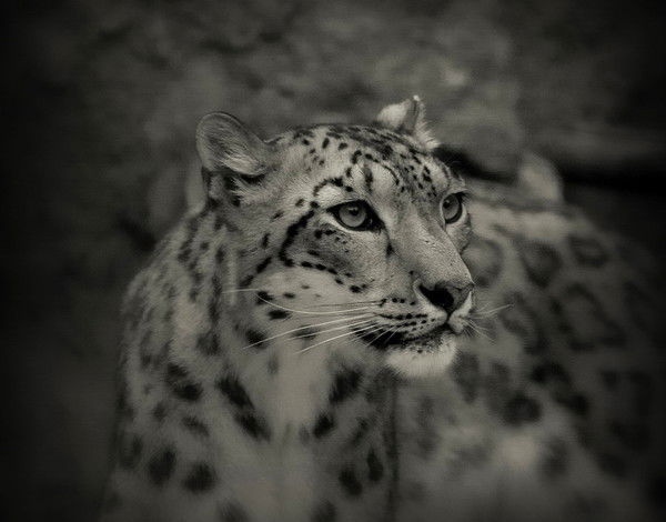 Наталья Вахрушева