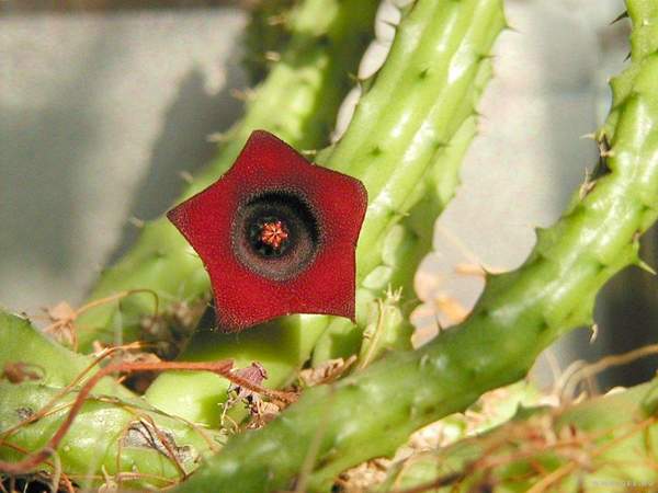 Светлана Киселёва