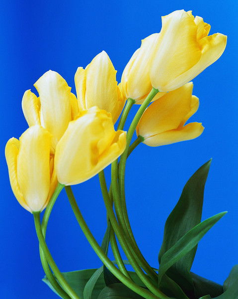 Гулзат Токтогулова