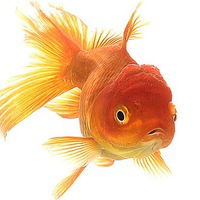 Серафима Кузьмина