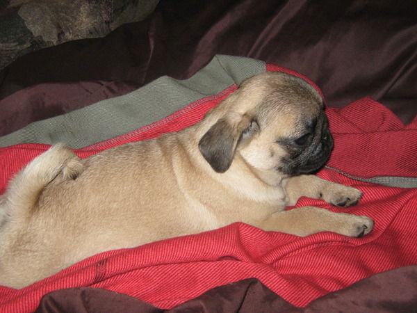 Лиана Лиана