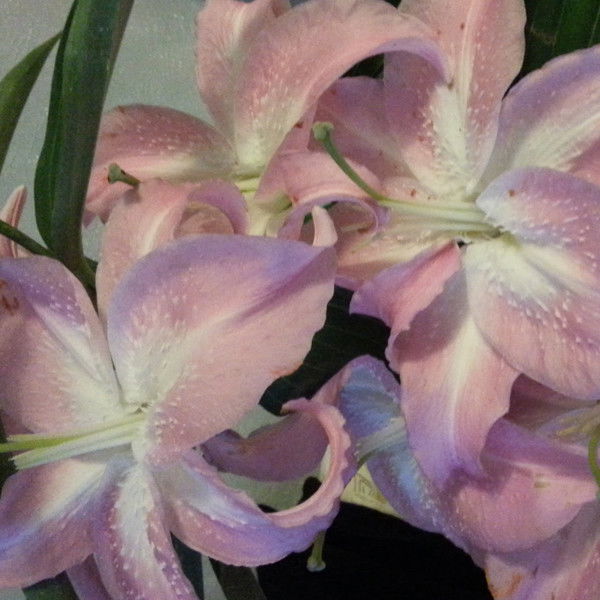 Оксана Гаевая