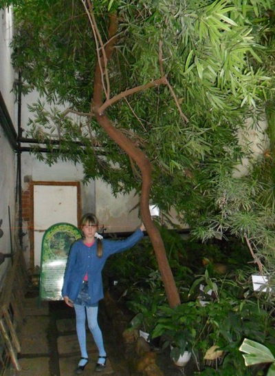 Алина Вендерова