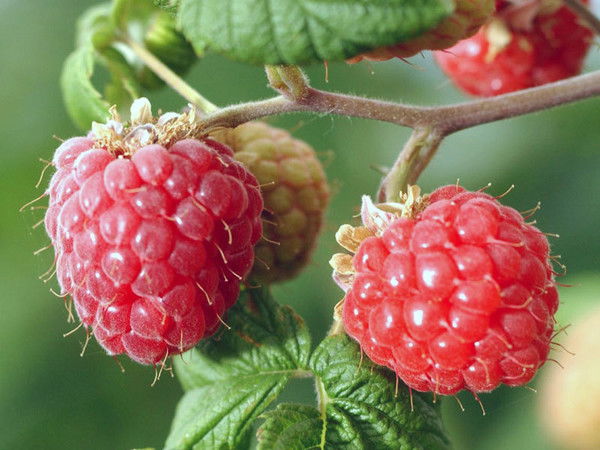 Наталья Корнеева