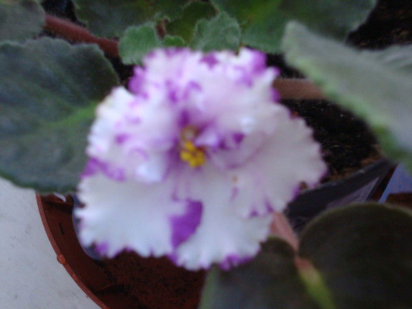 Катерина Мельникова