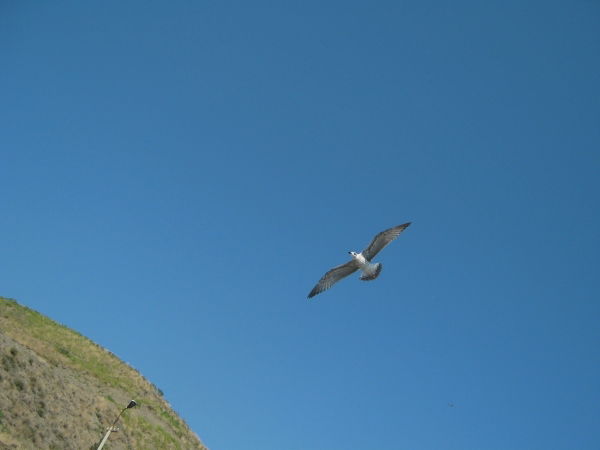 Анна Вавренюк